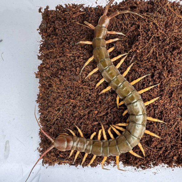画像2: タイ産オオムカデ ブラックチップ (2)