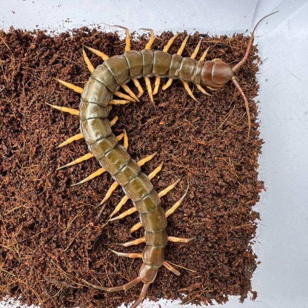 画像6: タイ産オオムカデ ブラックチップ (6)