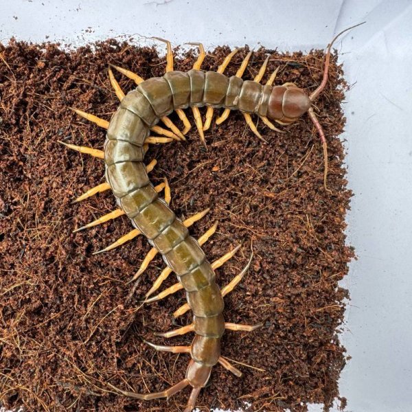 画像9: タイ産オオムカデ ブラックチップ (9)