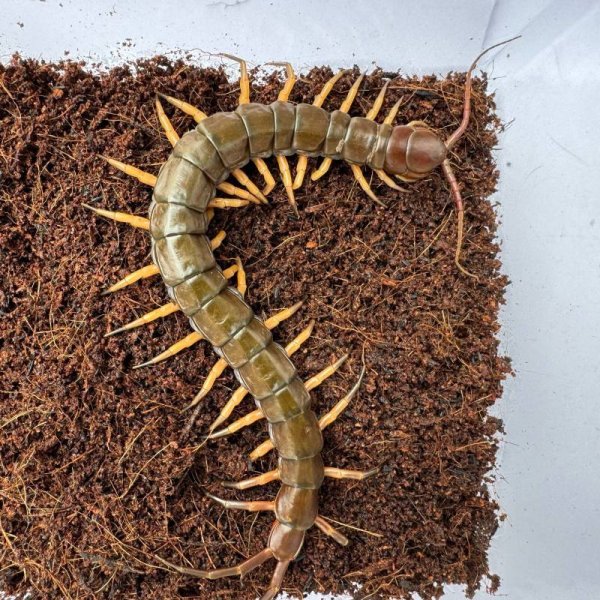 画像8: タイ産オオムカデ ブラックチップ (8)