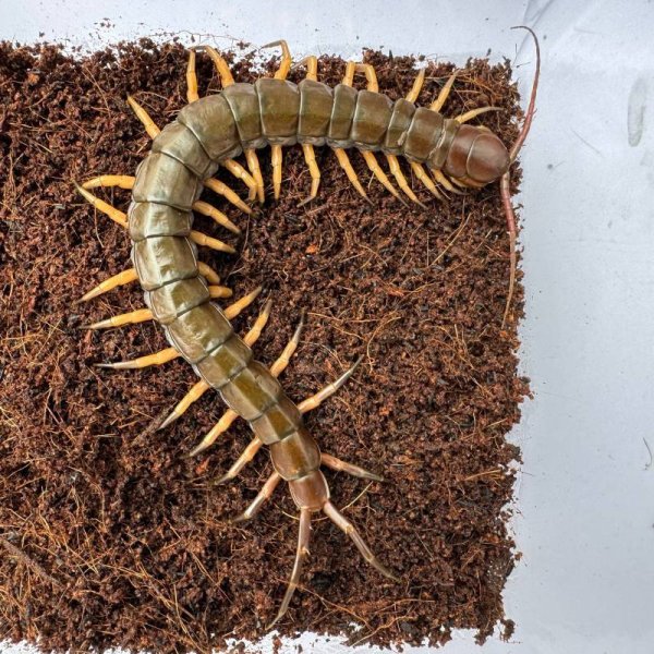画像7: タイ産オオムカデ ブラックチップ (7)