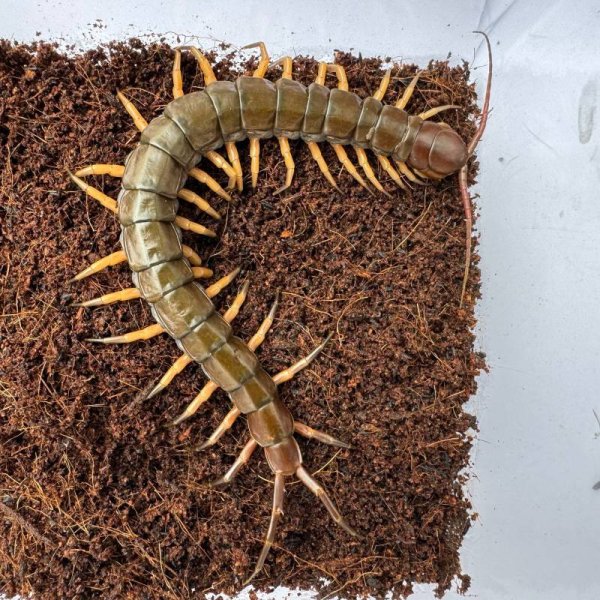 画像4: タイ産オオムカデ ブラックチップ (4)