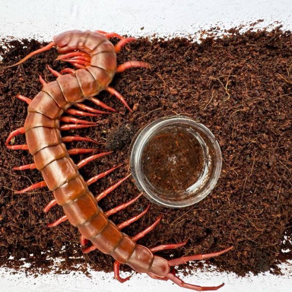 画像5: タイ産オオムカデ チェリーレッド (5)