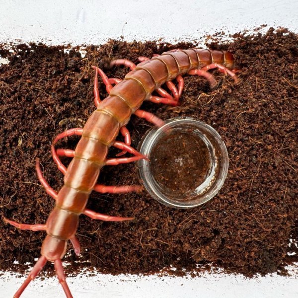 画像2: タイ産オオムカデ チェリーレッド (2)