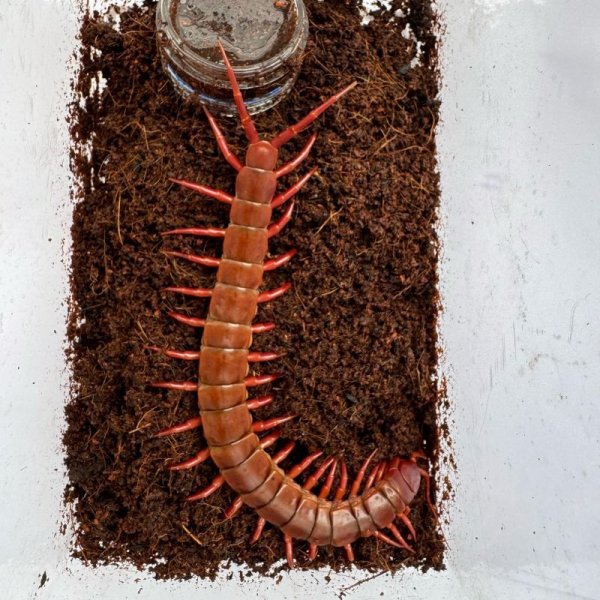 画像6: タイ産オオムカデ チェリーレッド (6)