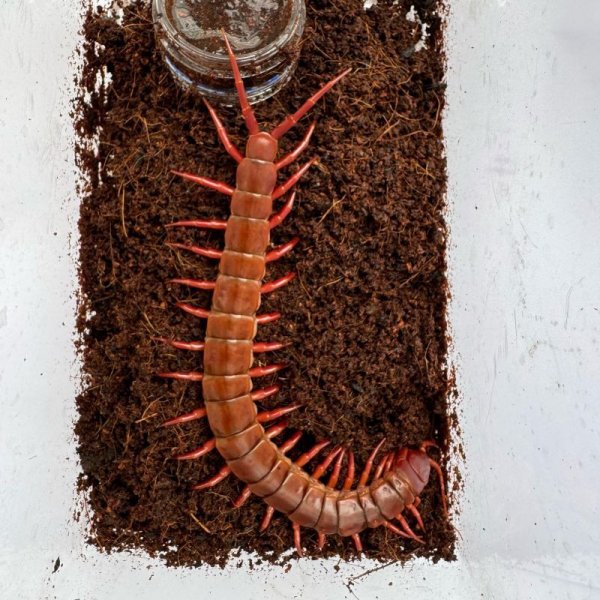 画像9: タイ産オオムカデ チェリーレッド (9)