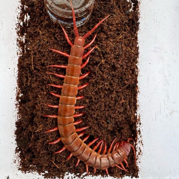 画像3: タイ産オオムカデ チェリーレッド (3)