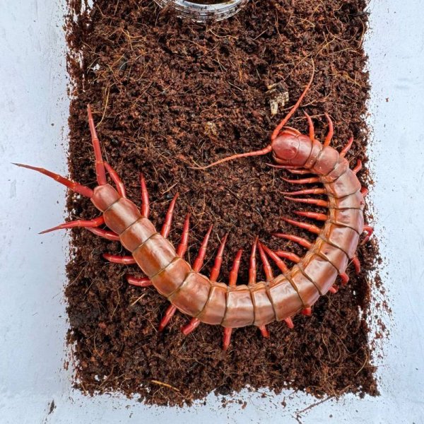 画像10: タイ産オオムカデ チェリーレッド (10)