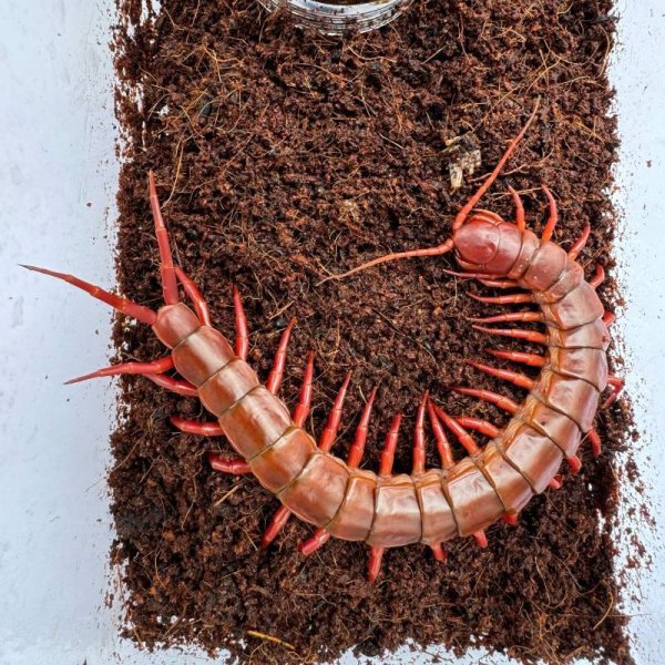 画像7: タイ産オオムカデ チェリーレッド (7)