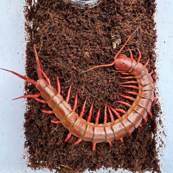 画像8: タイ産オオムカデ チェリーレッド (8)