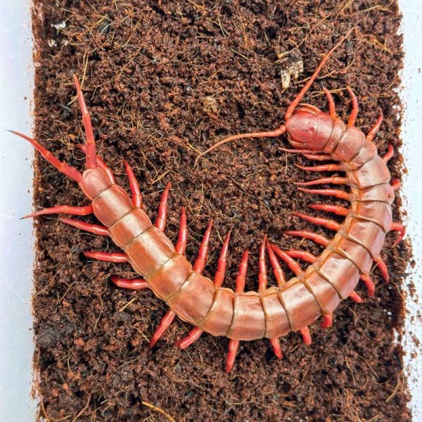 画像4: タイ産オオムカデ チェリーレッド (4)