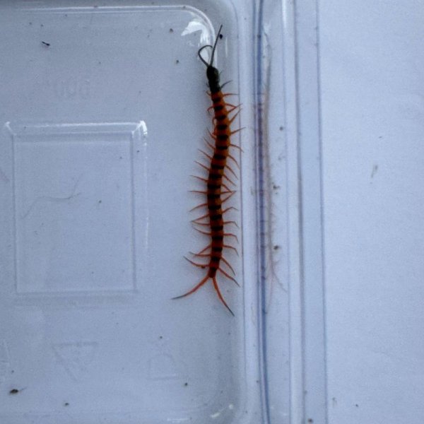 画像12: タイ産オオムカデ チェリーレッド ベビー (12)