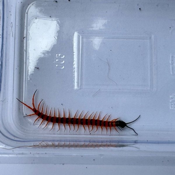 画像11: タイ産オオムカデ チェリーレッド ベビー (11)