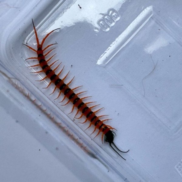 画像10: タイ産オオムカデ チェリーレッド ベビー (10)