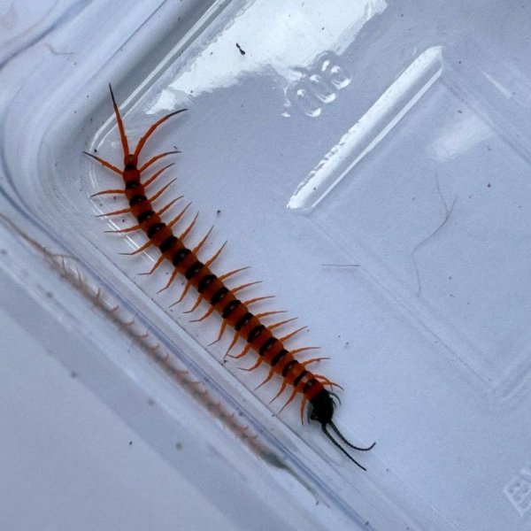 画像9: タイ産オオムカデ チェリーレッド ベビー (9)
