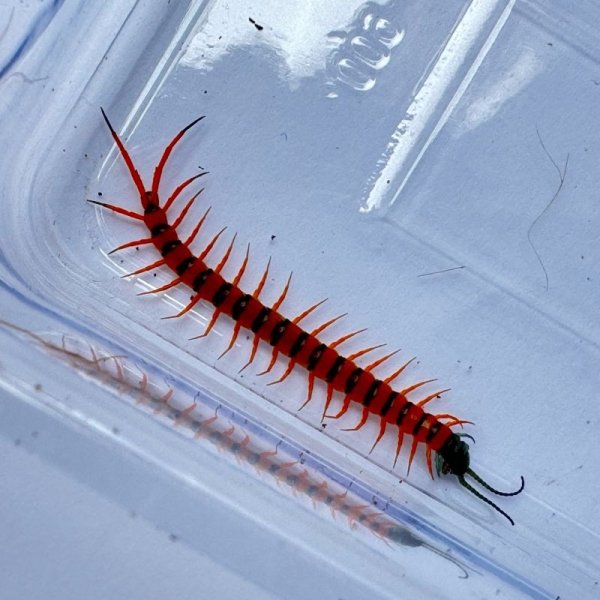 画像8: タイ産オオムカデ チェリーレッド ベビー (8)