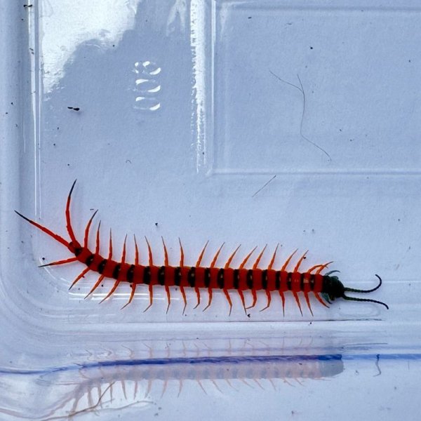 画像7: タイ産オオムカデ チェリーレッド ベビー (7)