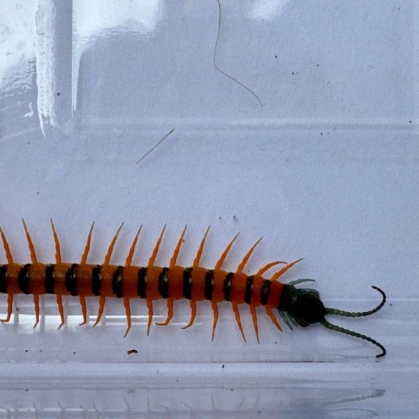 画像6: タイ産オオムカデ チェリーレッド ベビー (6)