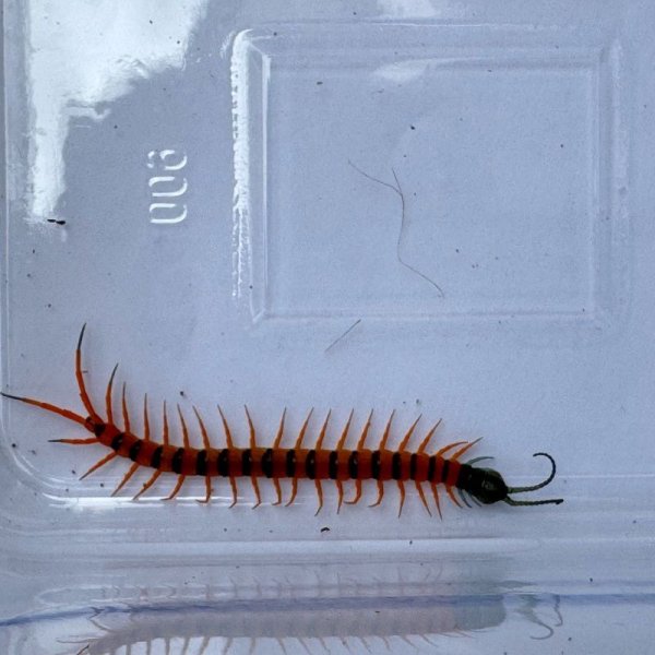 画像5: タイ産オオムカデ チェリーレッド ベビー (5)