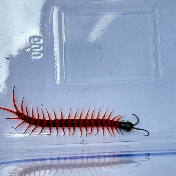 画像4: タイ産オオムカデ チェリーレッド ベビー (4)