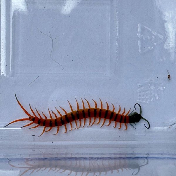 画像3: タイ産オオムカデ チェリーレッド ベビー (3)
