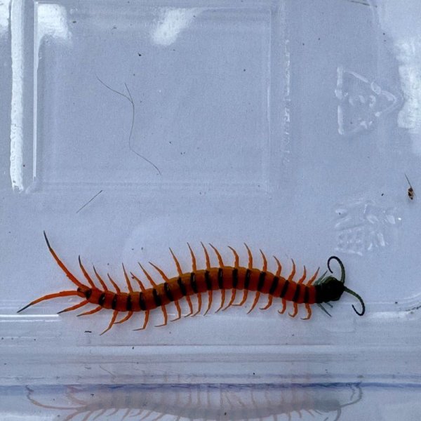 画像2: タイ産オオムカデ チェリーレッド ベビー (2)