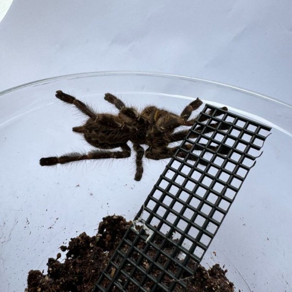 画像4: インディアンオーナメンタル (4)