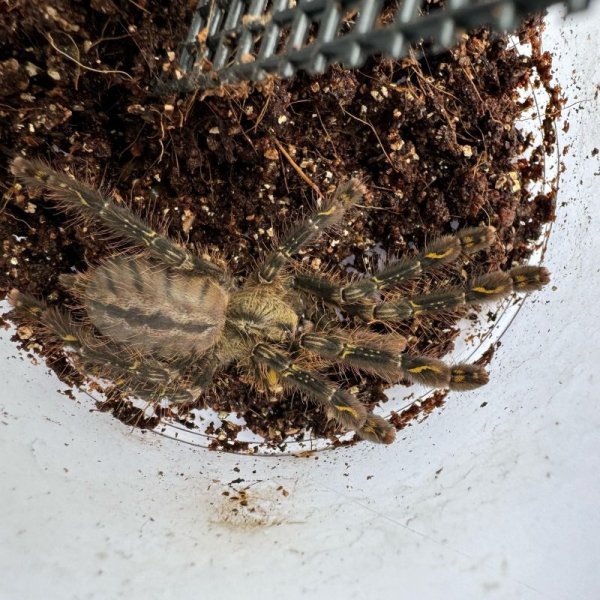 画像3: フリンジドオーナメンタル (3)