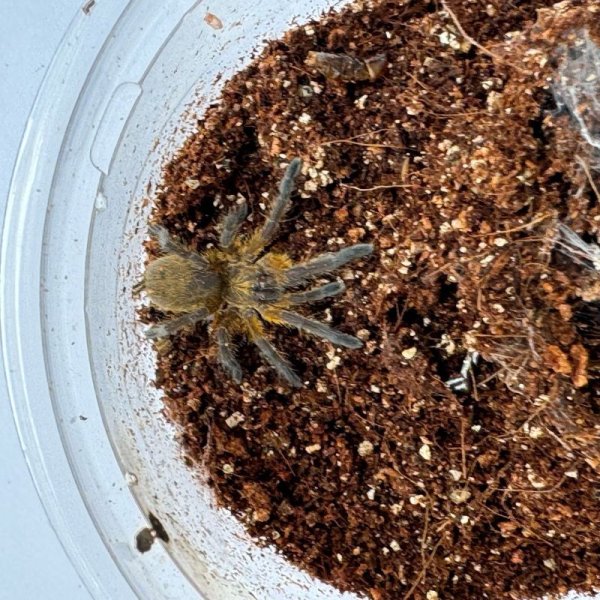 画像5: ゴールデンブルーレッグ 小 (5)