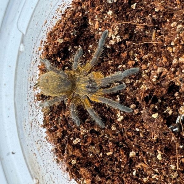 画像4: ゴールデンブルーレッグ 小 (4)