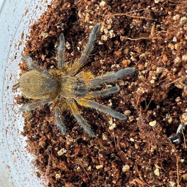 画像3: ゴールデンブルーレッグ 小 (3)