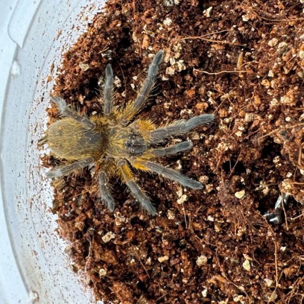 画像2: ゴールデンブルーレッグ 小 (2)