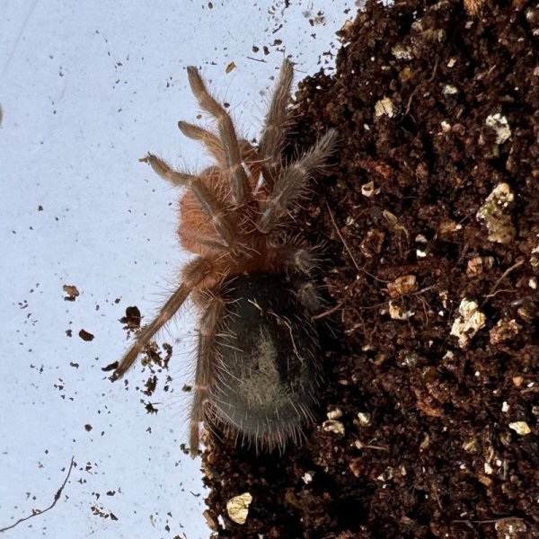 画像5: チャコジャイアントゴールデンニー S (5)