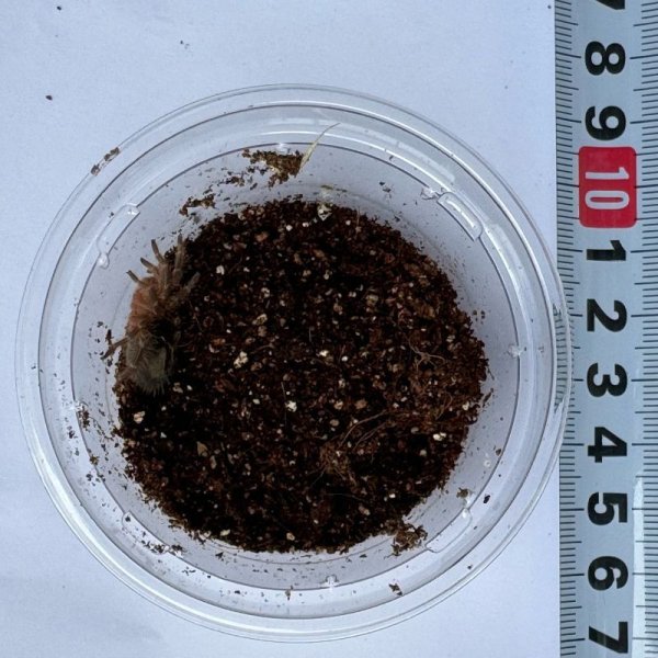 画像3: チャコジャイアントゴールデンニー S (3)