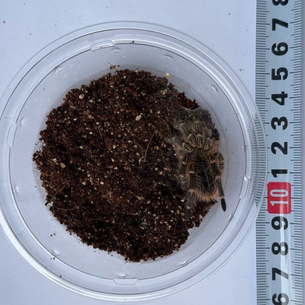 画像3: チャコジャイアントゴールデンニー　M (3)