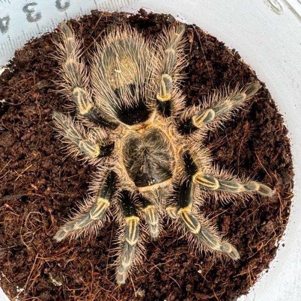 画像2: チャコジャイアントゴールデンニー L (2)