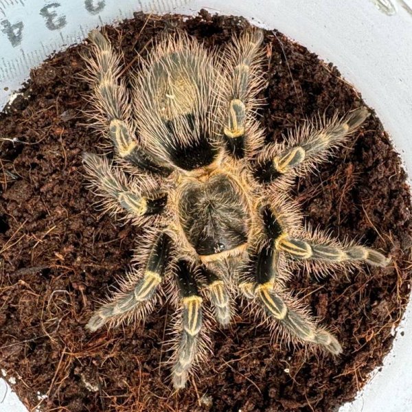 画像4: チャコジャイアントゴールデンニー L (4)