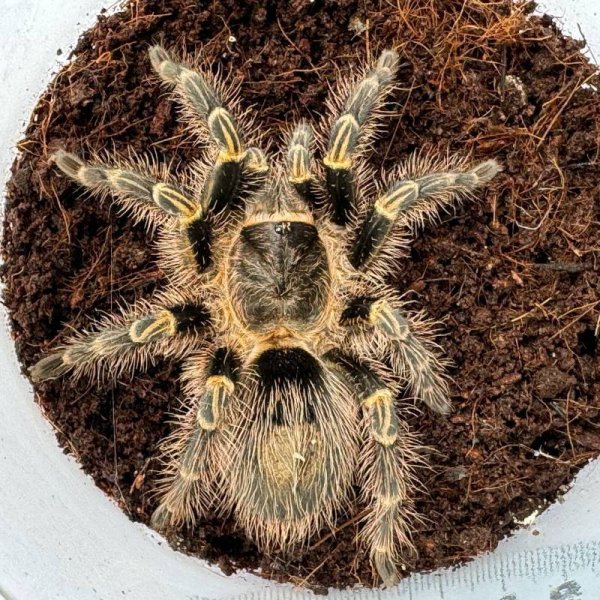 画像3: チャコジャイアントゴールデンニー L (3)