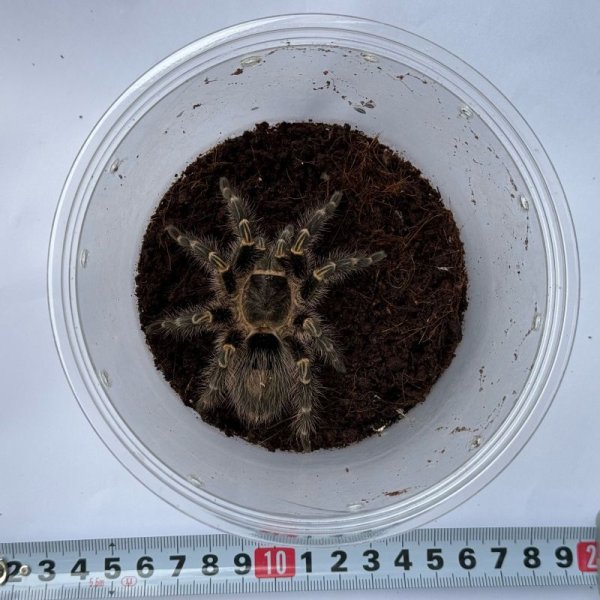 画像6: チャコジャイアントゴールデンニー L (6)