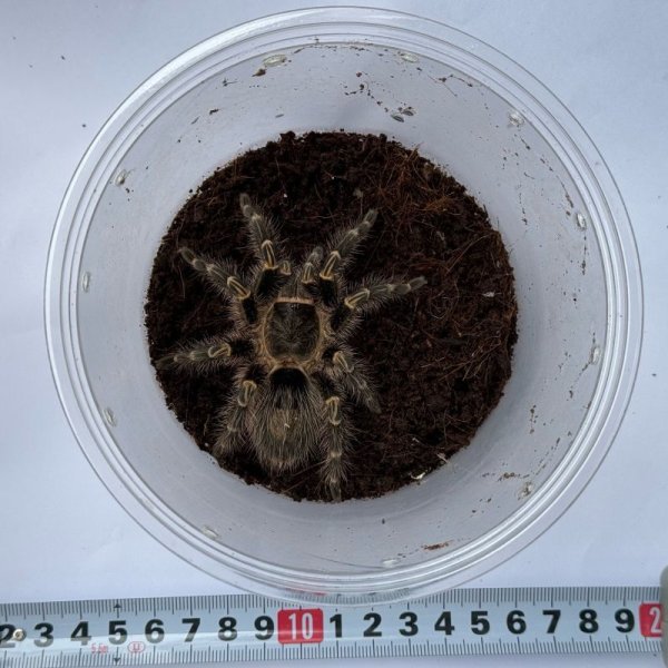 画像5: チャコジャイアントゴールデンニー L (5)