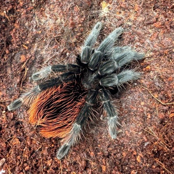 画像3: メキシカンレッドランプ (3)