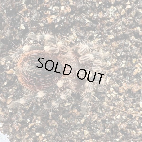 画像3: サンタレムピンクヘアード (3)