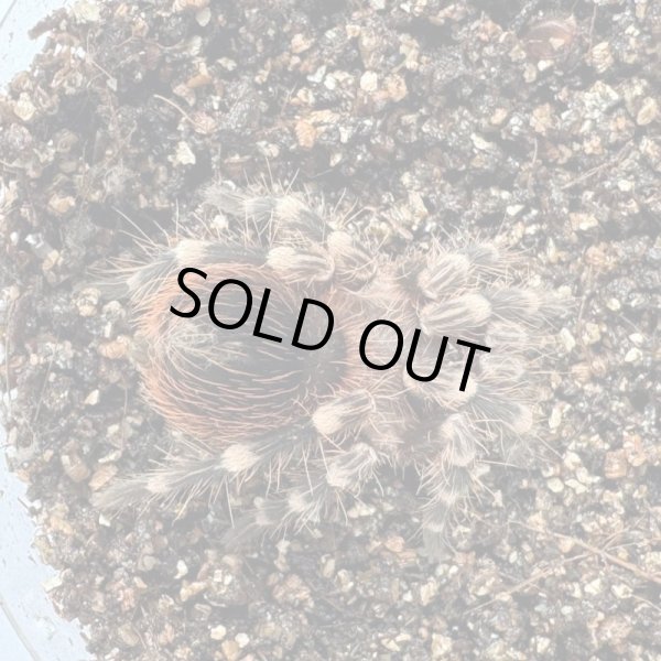 画像2: サンタレムピンクヘアード (2)