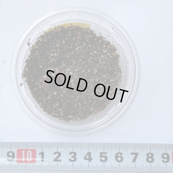 画像4: サンタレムピンクヘアード (4)