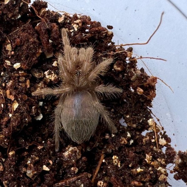 画像5: カーリーヘアータランチュラ S (5)