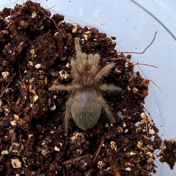 画像4: カーリーヘアータランチュラ S (4)