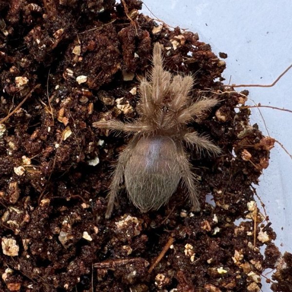 画像3: カーリーヘアータランチュラ S (3)