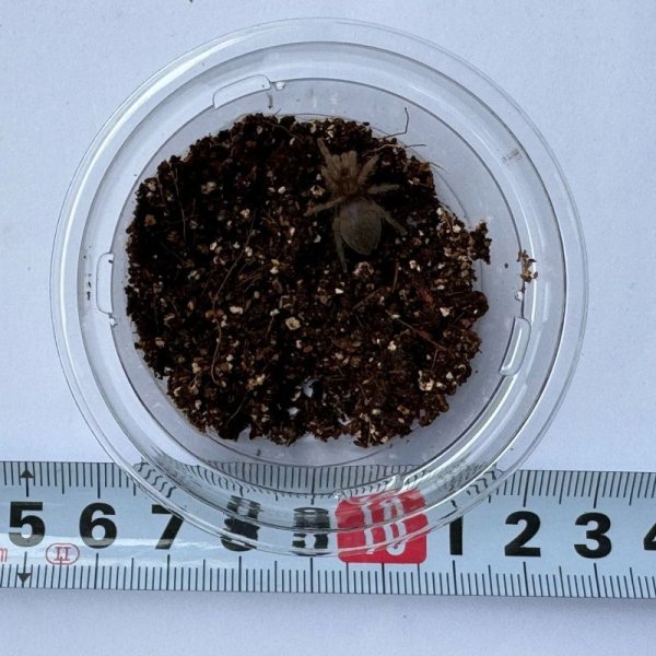 画像2: カーリーヘアータランチュラ S (2)