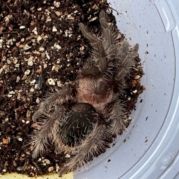 画像7: カーリーヘアータランチュラ　M (7)