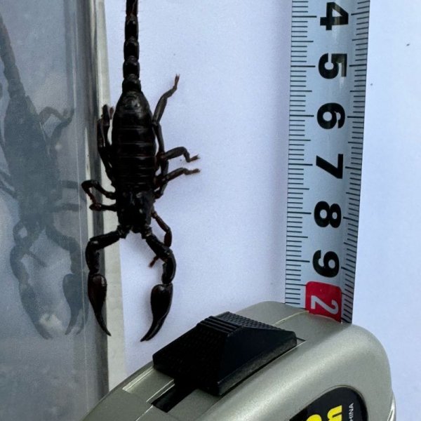 画像7: アジアンフォレストスコーピオン ベビー (7)